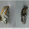 melit didyma pupa1 volg3